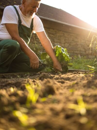 Gardening and Landscaping