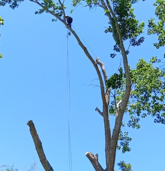 Big Four Tree Felling & Garden Services