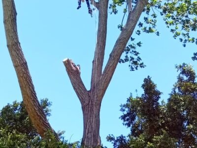 Big Four Tree Felling & Garden Services