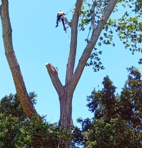 Big Four Tree Felling & Garden Services