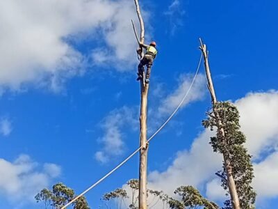 Big Four Tree Felling & Garden Services