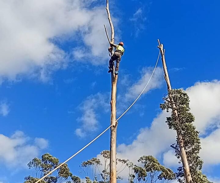 Big Four Tree Felling & Garden Services