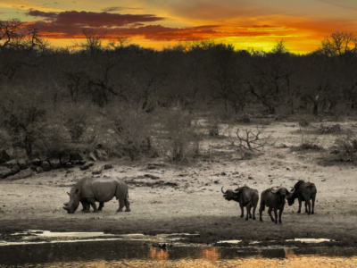 Mthunzi Safaris and Transfers